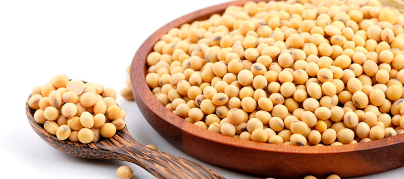 SOY PROTEIN